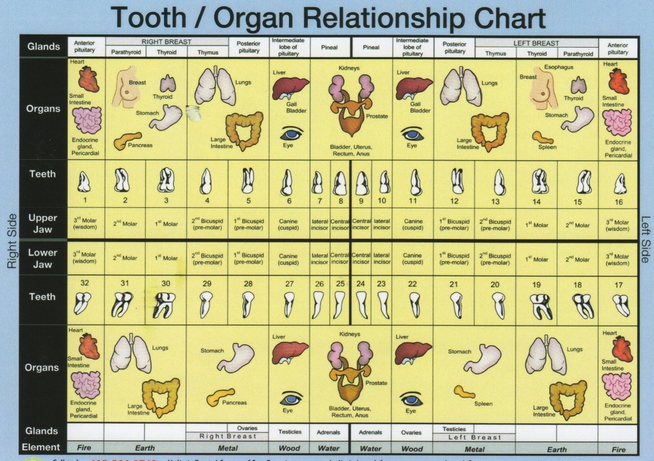 Meridian Tooth Chart Getting to Know the Types of Teeth You Have