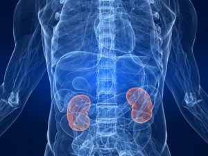 Fluoride and the Kidneys