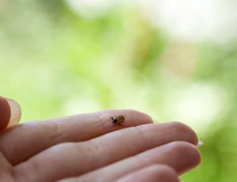 lyme disease