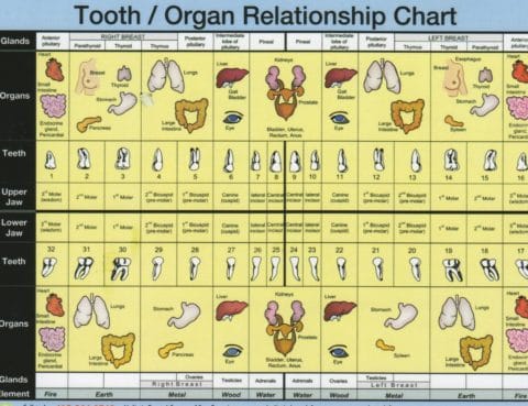 interactive meridian tooth chart